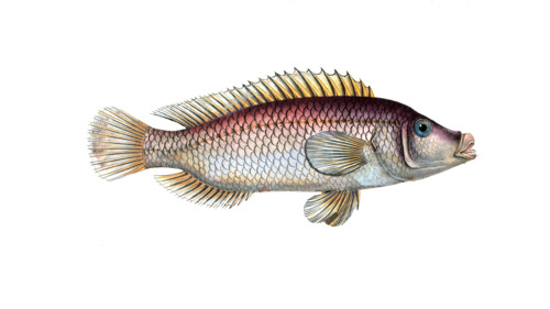 Fish