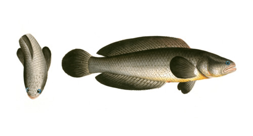 Fish