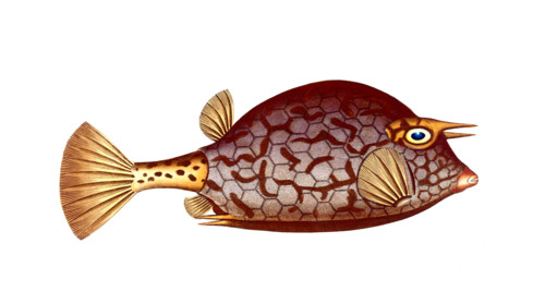 Fish