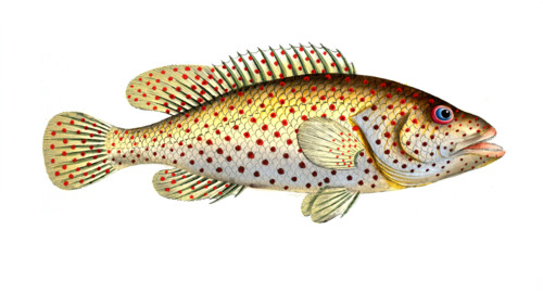 Fish