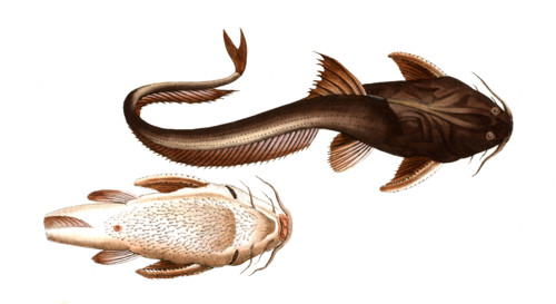 Fish