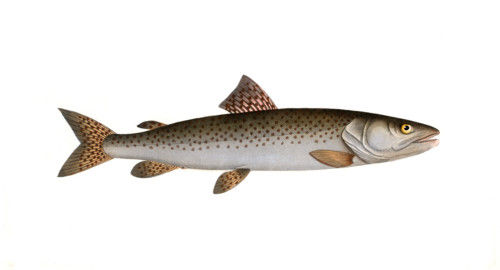 Fish