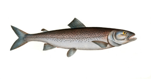 Fish