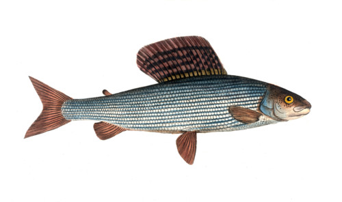 Fish