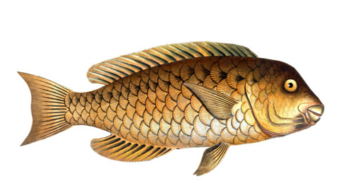 Fish