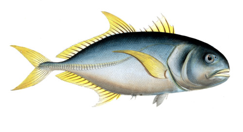 Fish