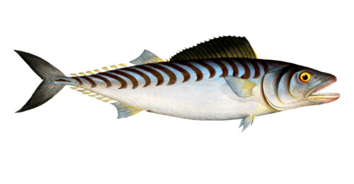 Fish