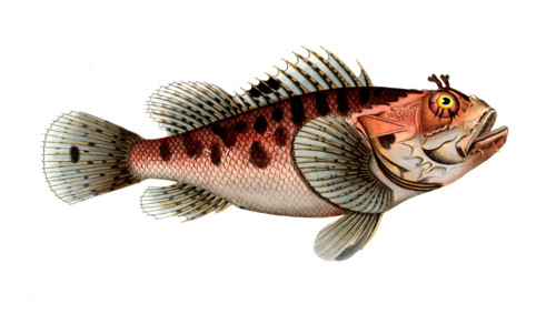 Fish