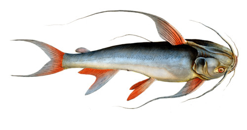 Fish