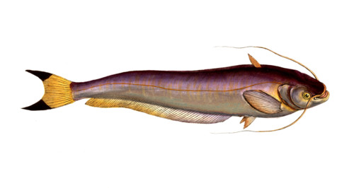 Fish