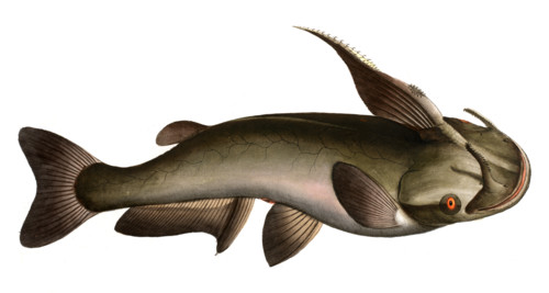 Fish