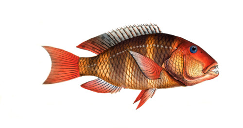Fish