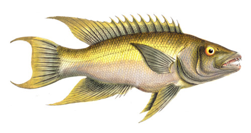 Fish