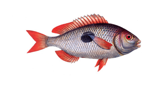 Fish