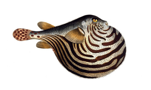 Fish