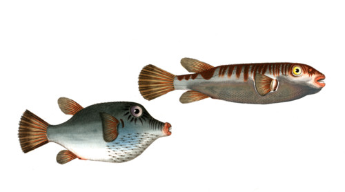 Fish