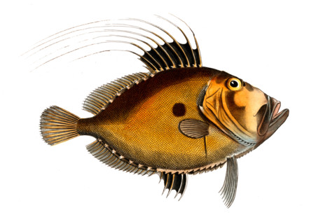 Fish