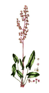 Rumex acetosa