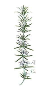 Rosmarinus officinalis
