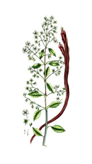 Lawsonia inermis