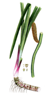 Acorus calamus