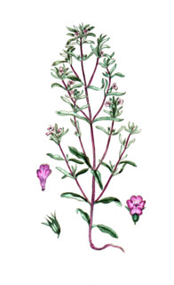 Satureja hortensis