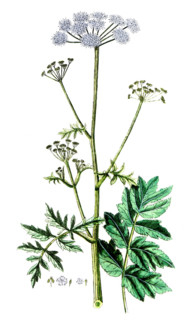 Pimpinella magna