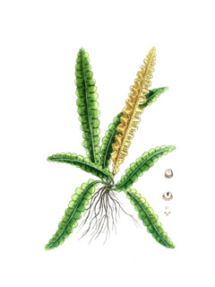 Asplenium ceterach