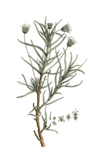 Plantago cynops