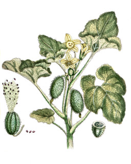 Plantago cynops