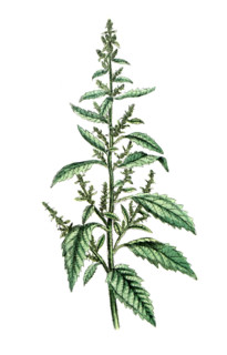 Chenopodium anthelminticum