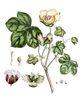Ligustrum vulgare