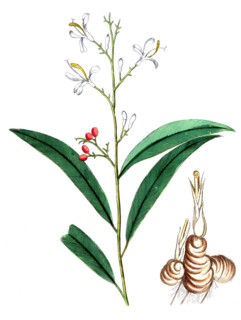 Maranta galanga