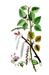 Populus nigra