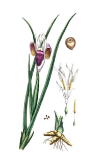 Iris tuberosa