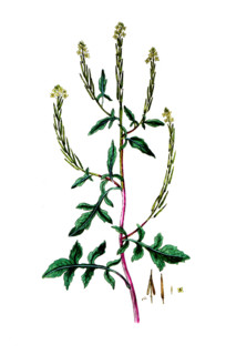 Erysimum officinale