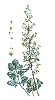 Carapichea ipecacuanha