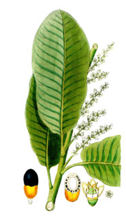 Semecarpus anacardium