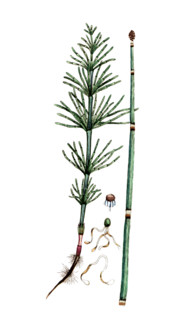 Equisetum arvense