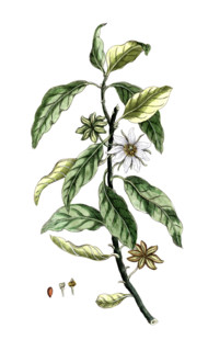 Illicium anisatum