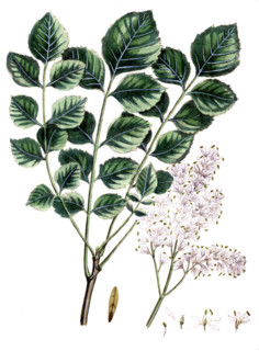 Fraxinus ornus