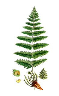 Cissampelos pareira