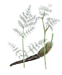 Aethusa meum