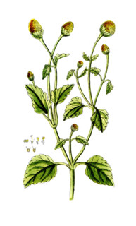 Spilanthus acmella