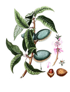 Amygdalus communis