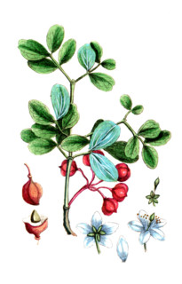Guaiacum officinale