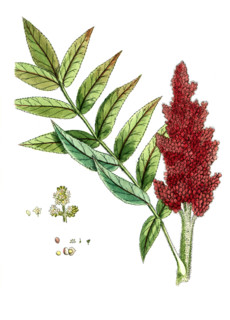 Rhus coriaria
