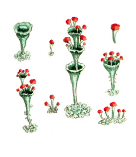 Lichen cocoiferus