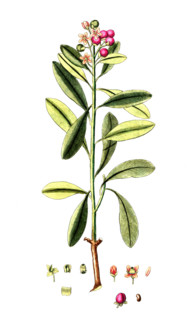 Canella winterana