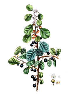 Rhamnus frangula